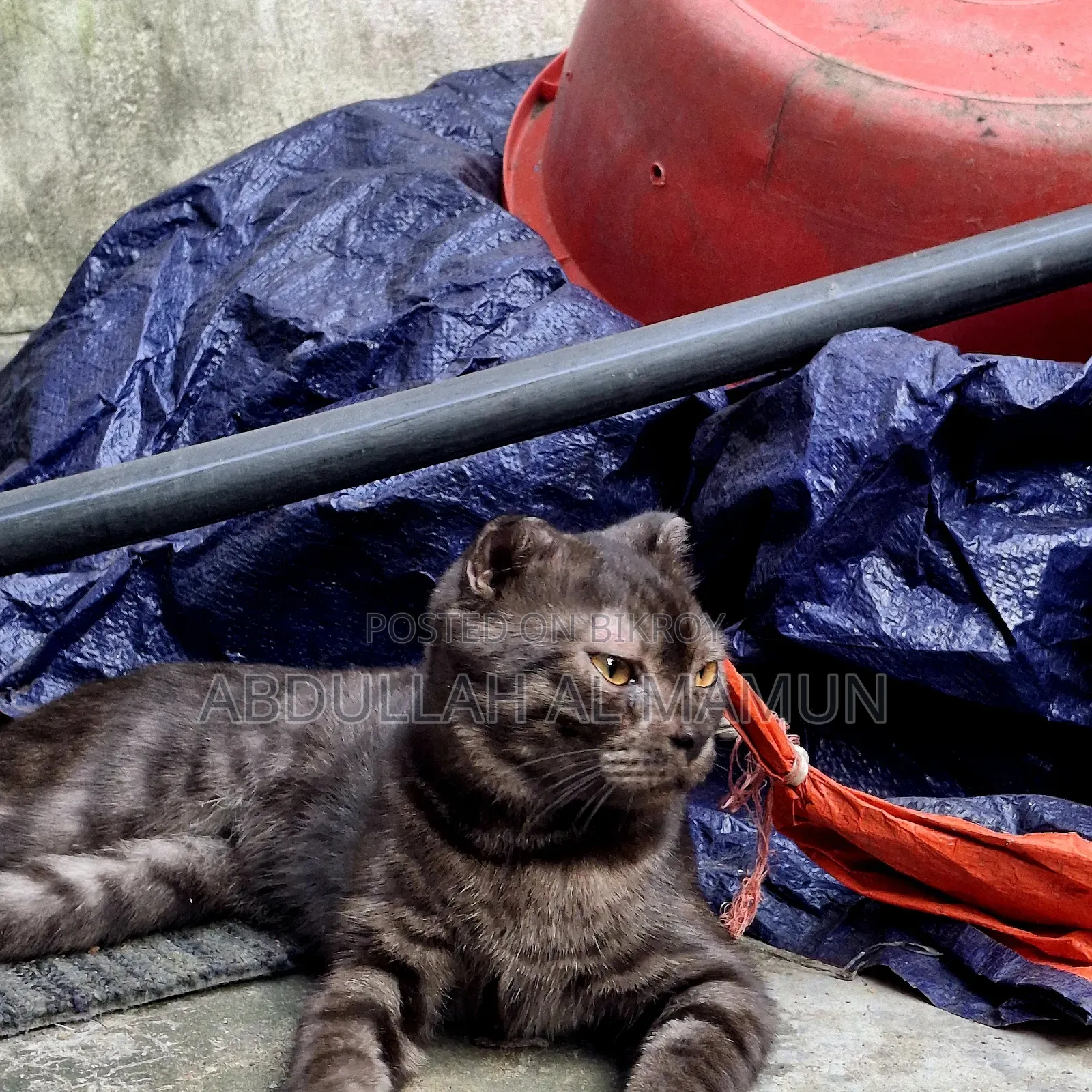 6-12 months Male Purebred Scottish Fold