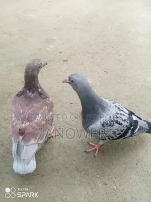 Pigeons for sale