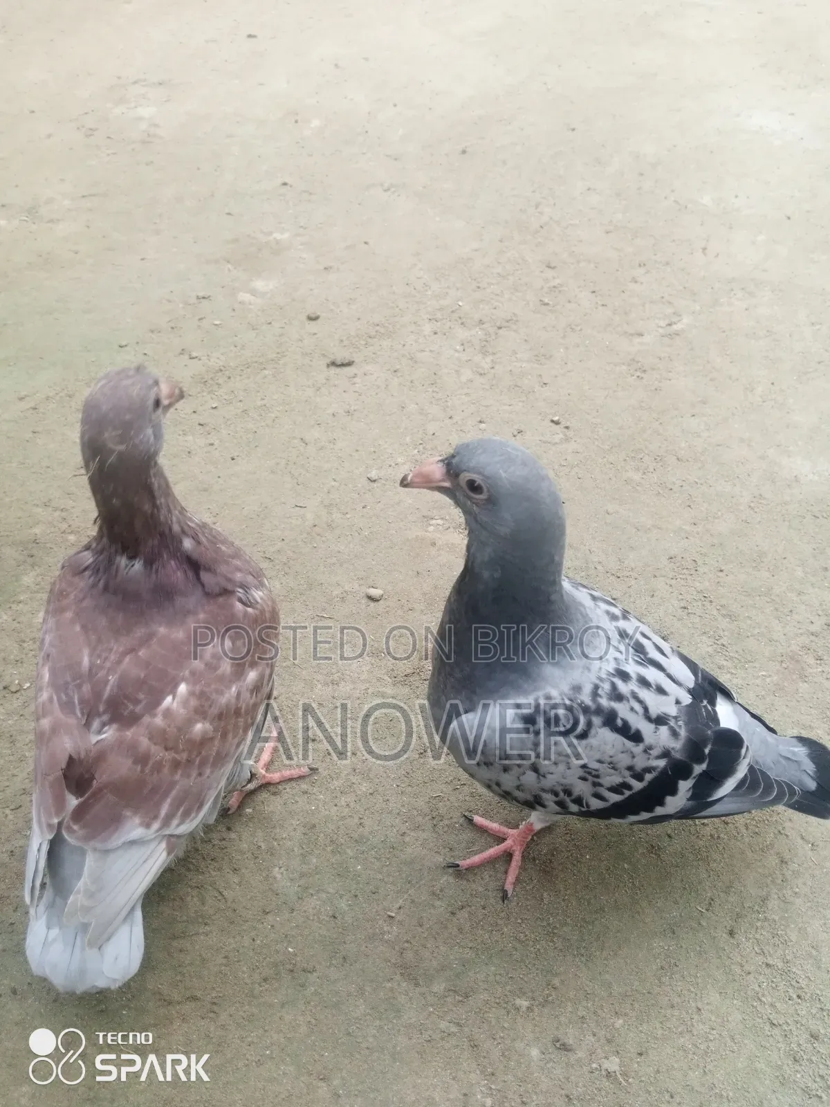 Pigeons for sale
