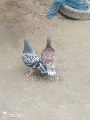 Pigeons for sale