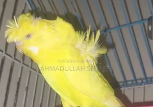 জেপি মেল (রেড আই) কিনতে চাই
