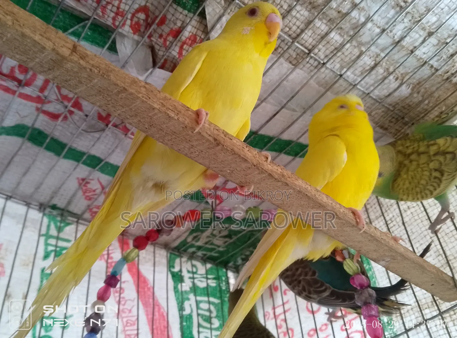 Budgerigar bird