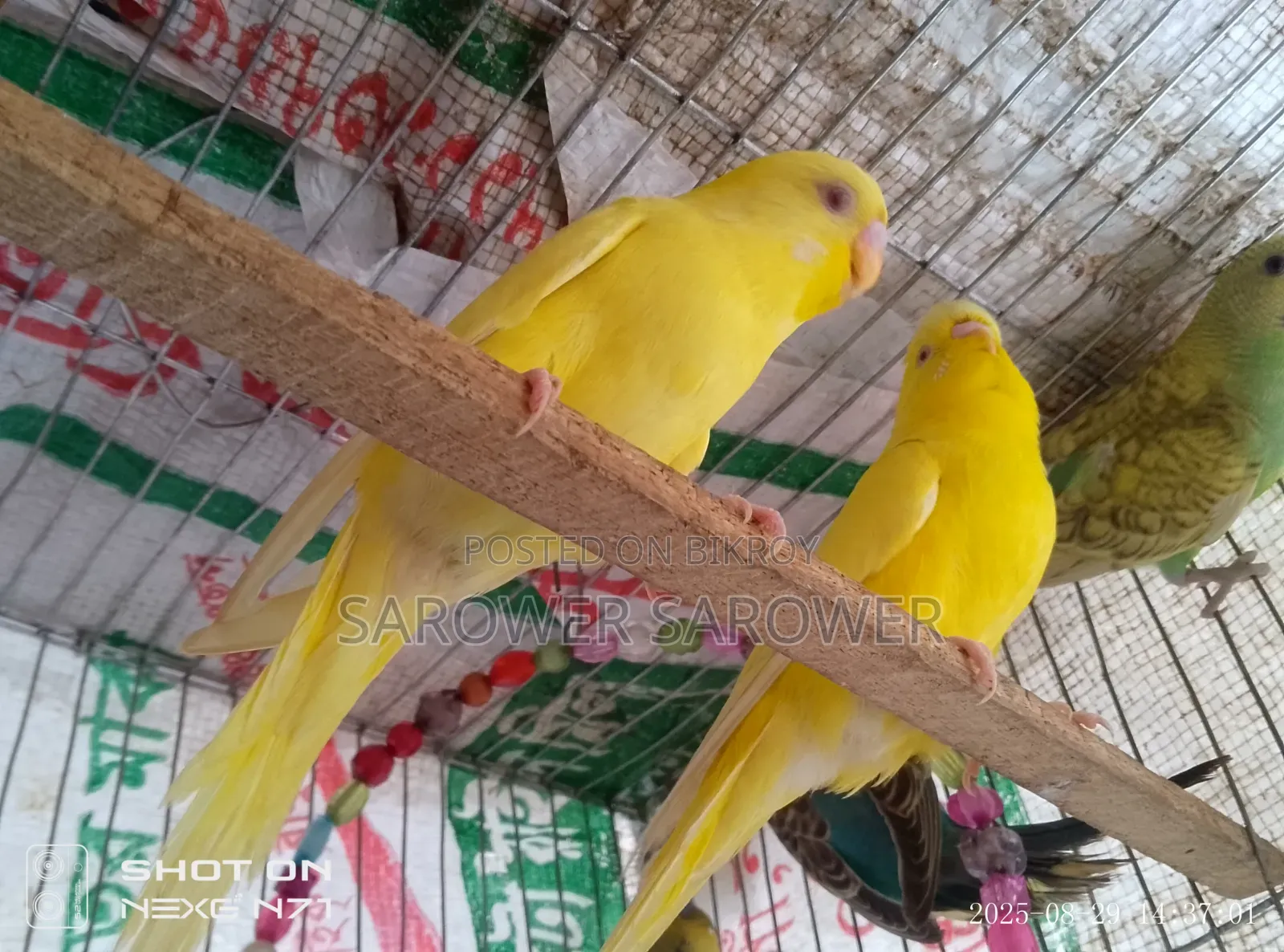 Budgerigar bird