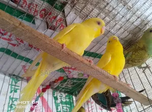 Budgerigar bird