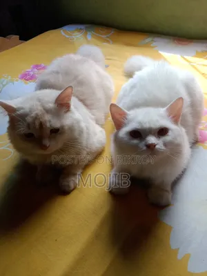 6-12 months Female Purebred Persian