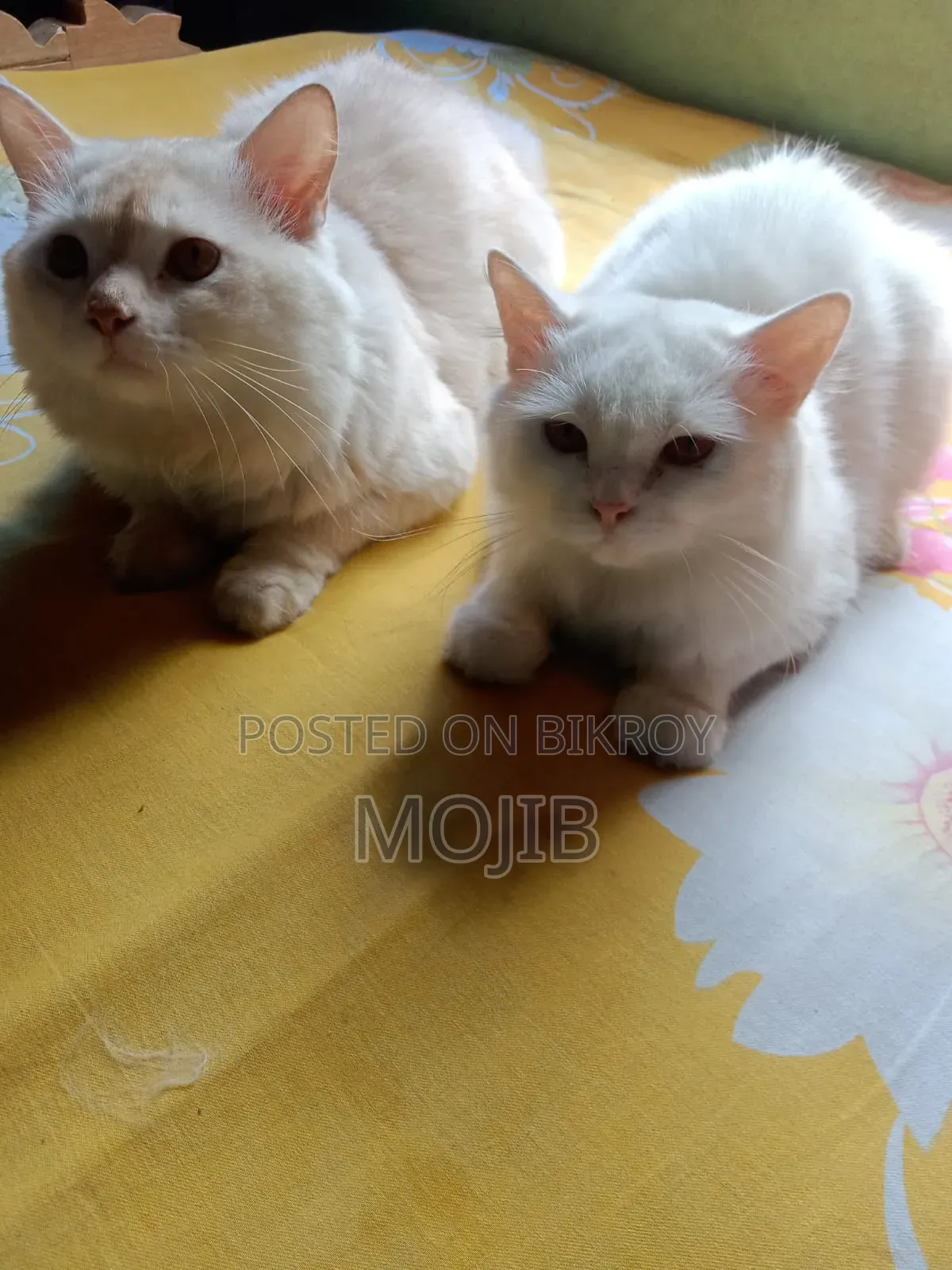 6-12 months Female Purebred Persian