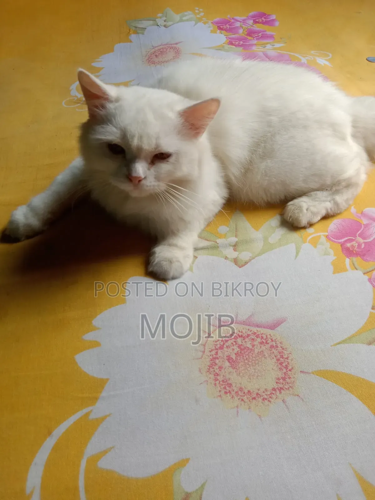 6-12 months Female Purebred Persian