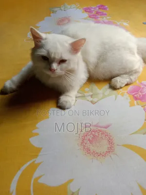 6-12 months Female Purebred Persian