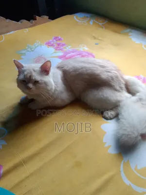 6-12 months Female Purebred Persian