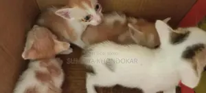 1-3 months Female Purebred Cat