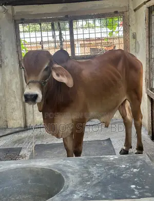 শাহিওয়াল ষাঁড় গরু