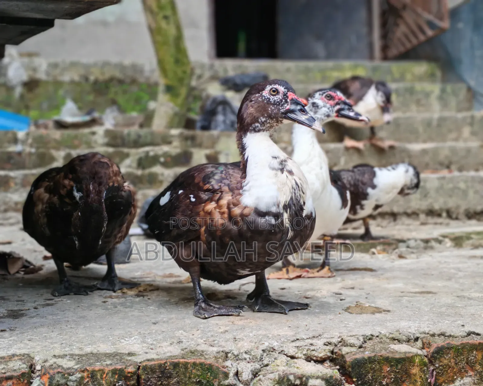 Muscovy Duck
