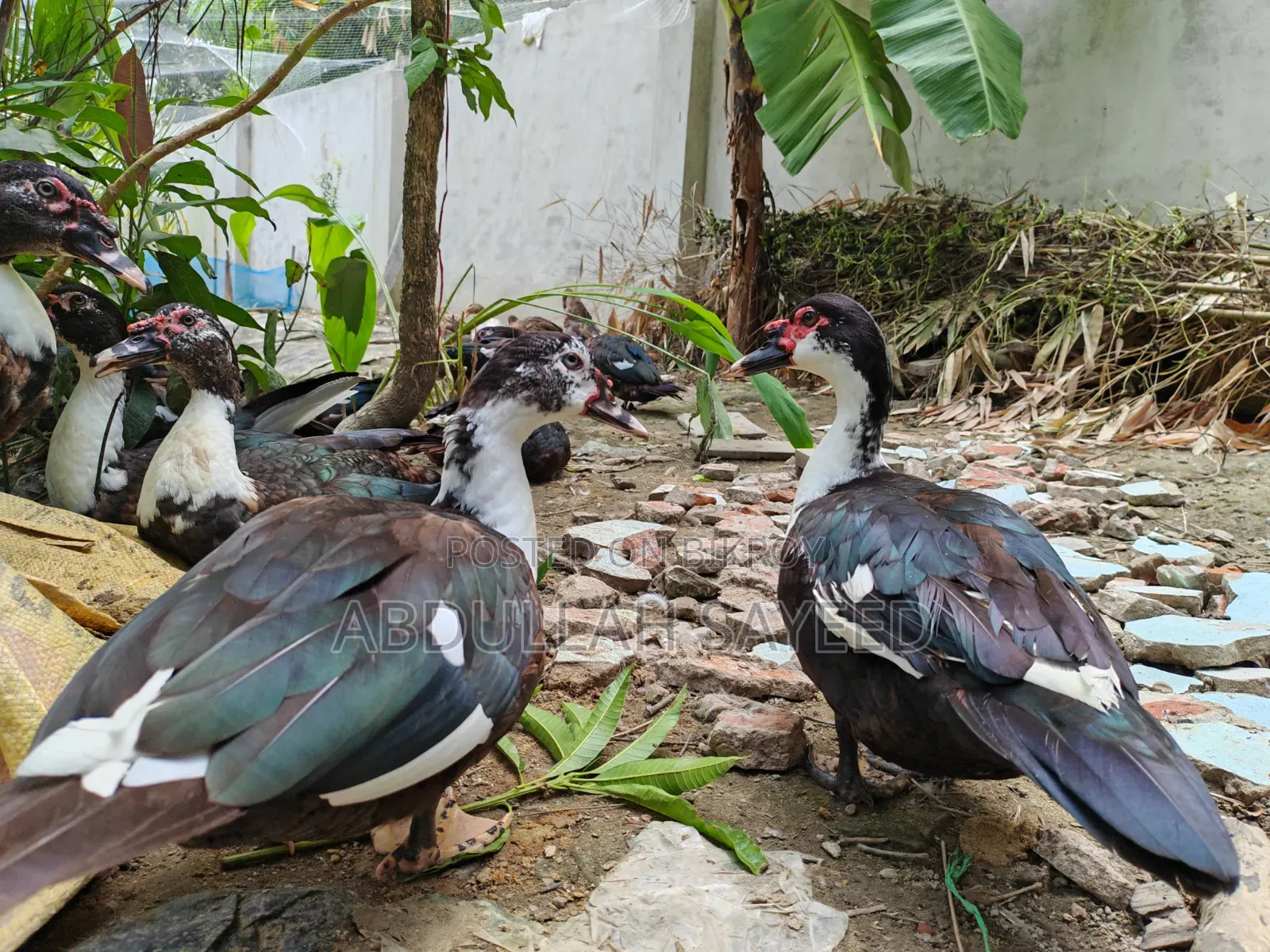 Muscovy Duck