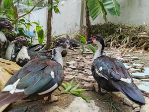 Muscovy Duck