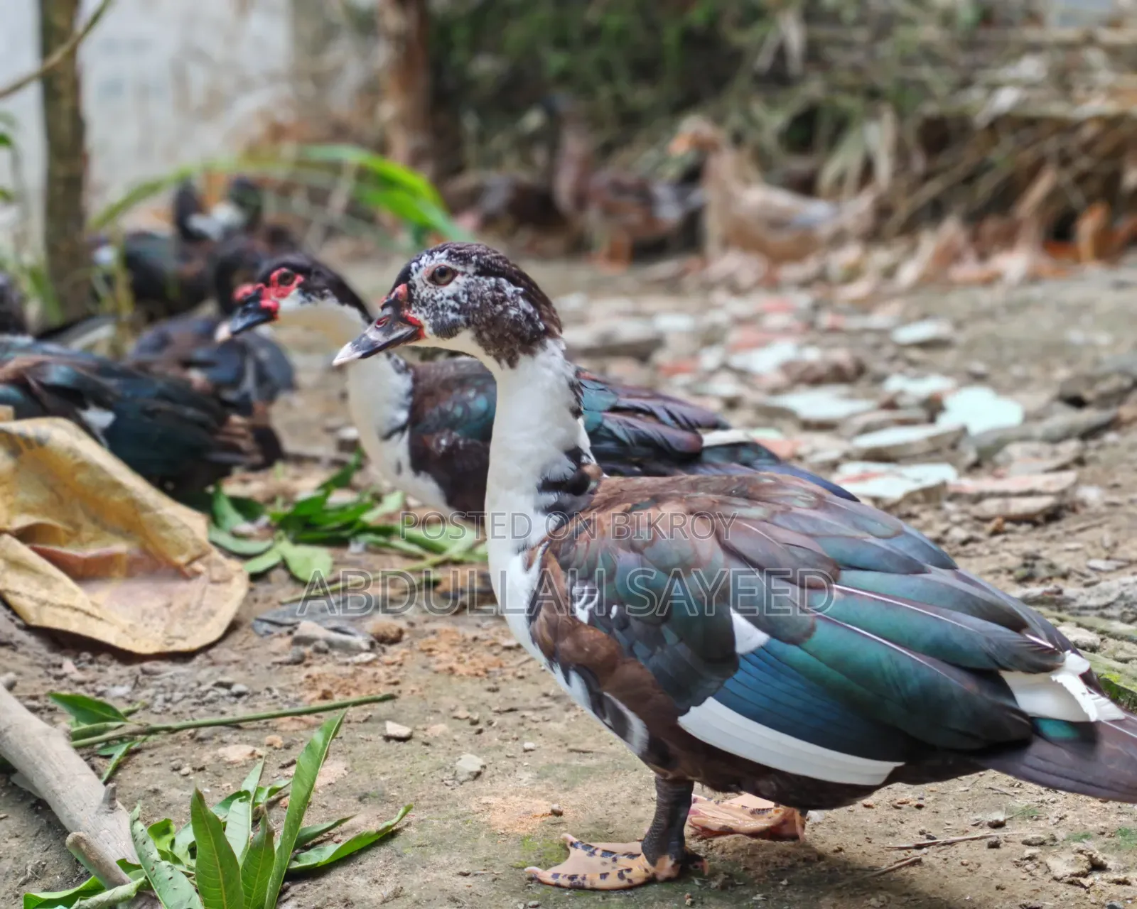 Muscovy Duck