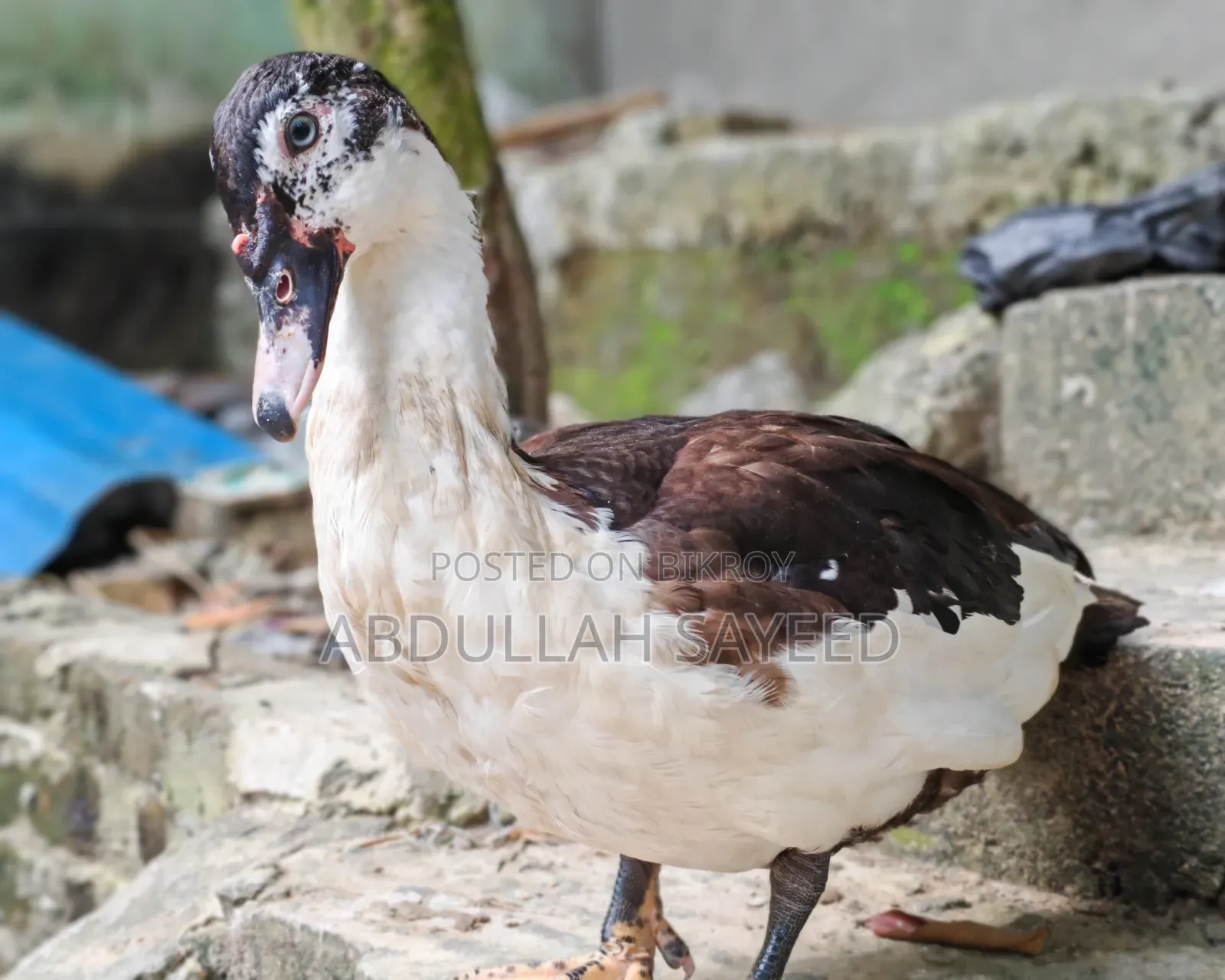 Muscovy Duck