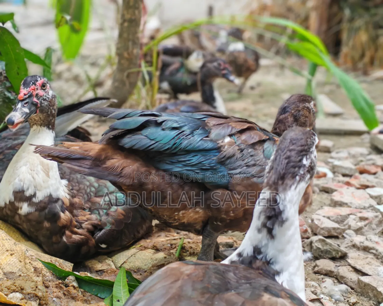 Muscovy Duck
