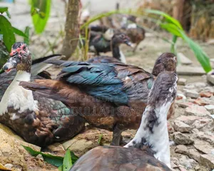 Muscovy Duck