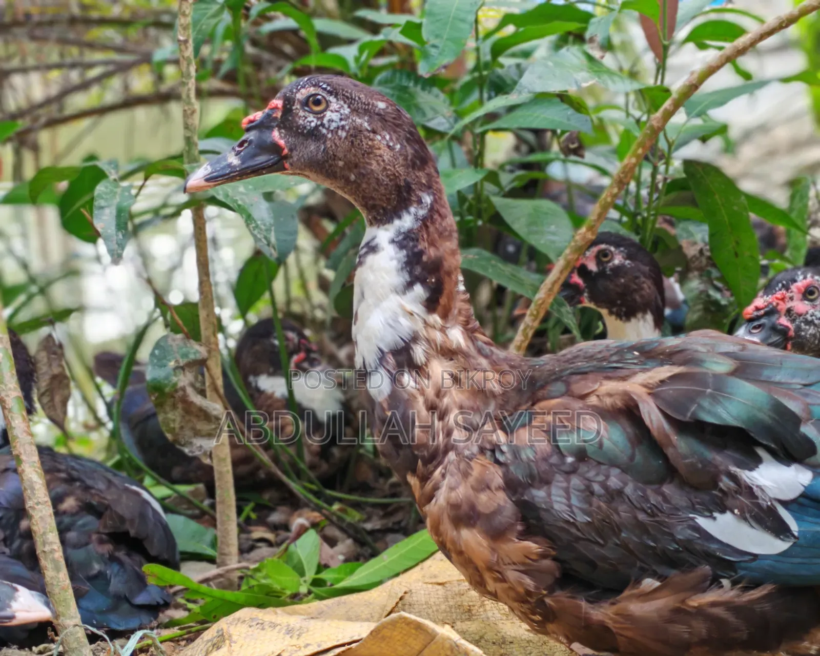 Muscovy Duck