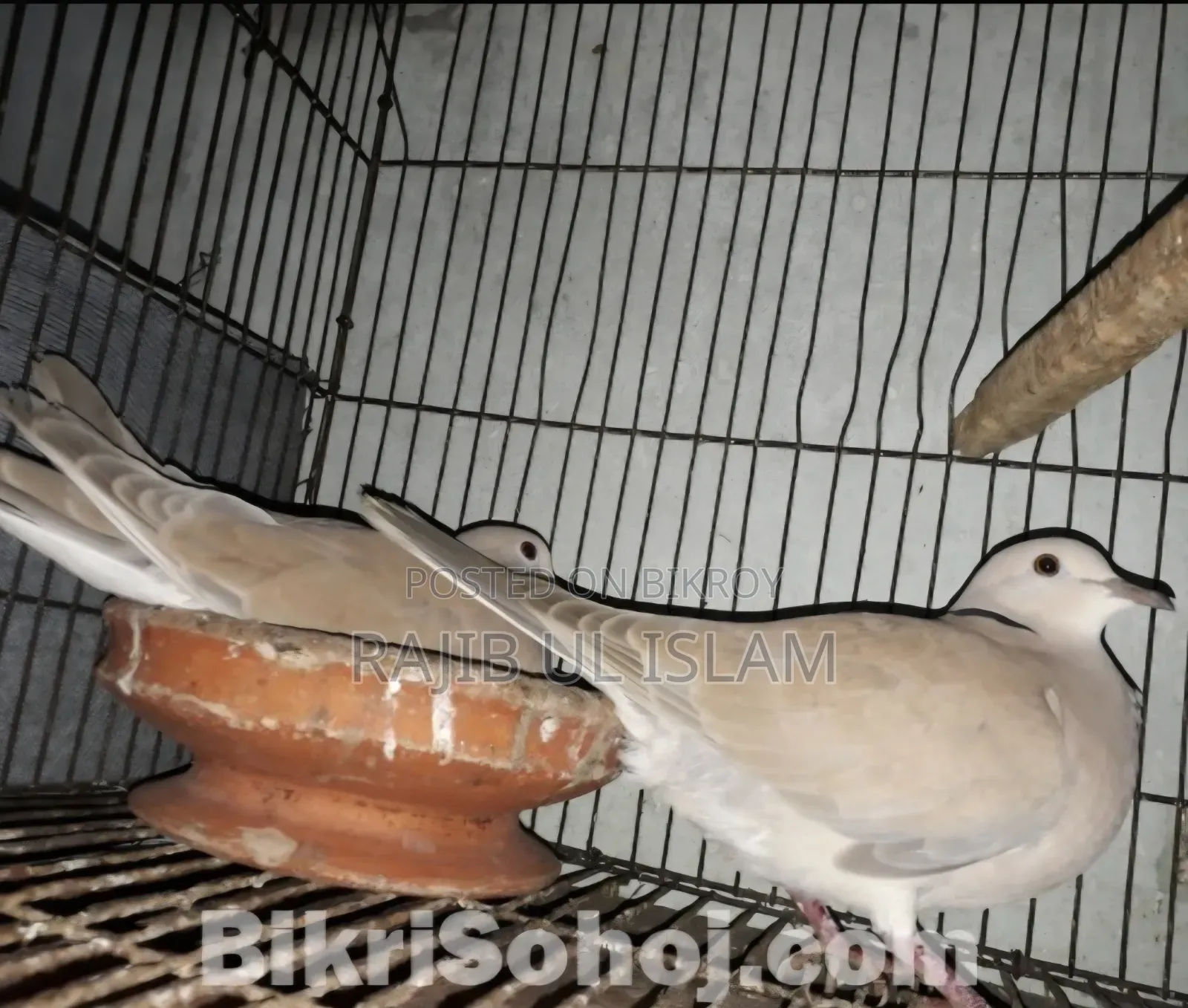 Australian Dove Gray Color