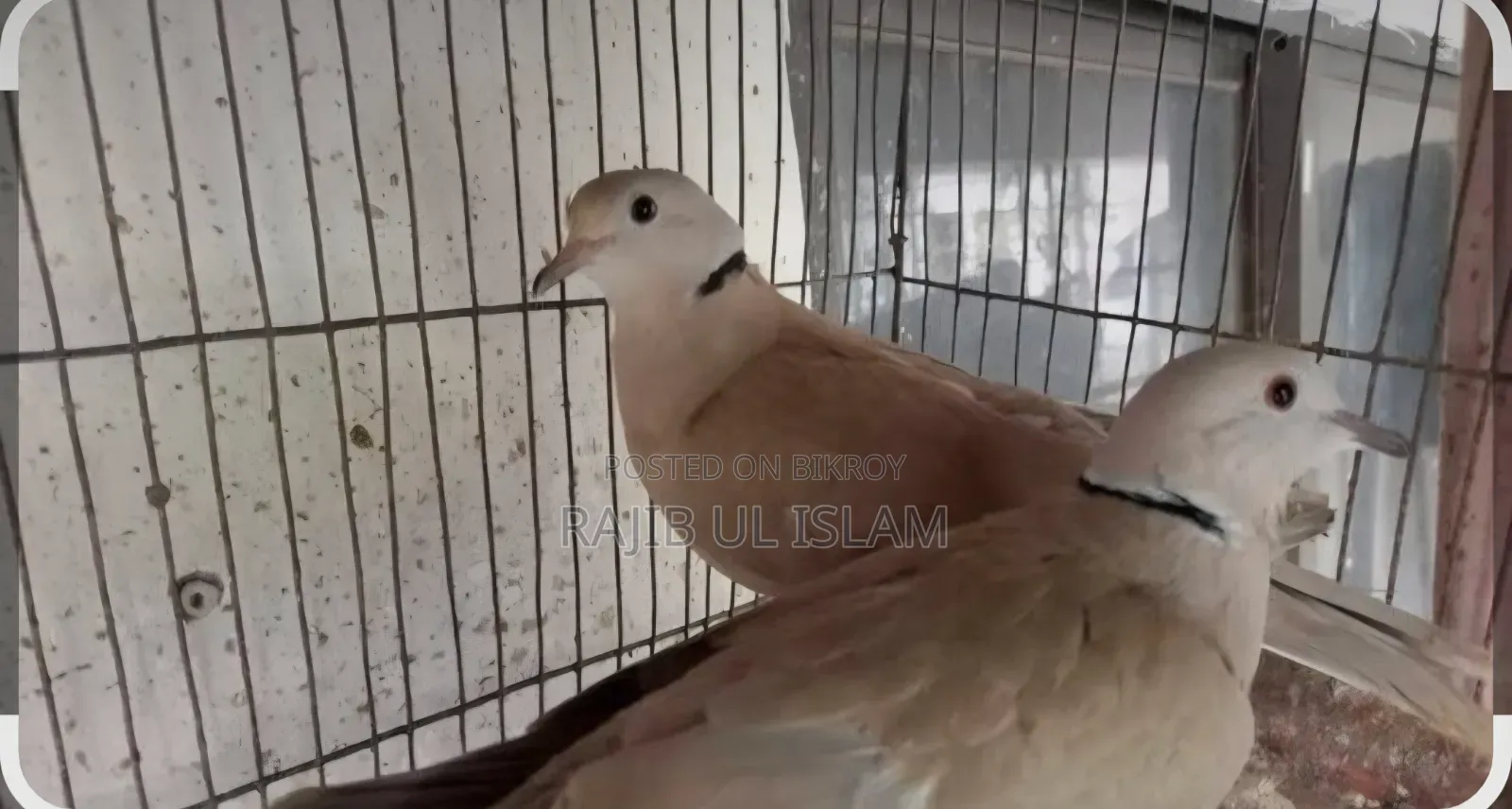 Australian Dove Gray Color