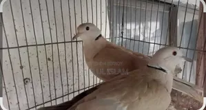 Australian Dove Gray Color