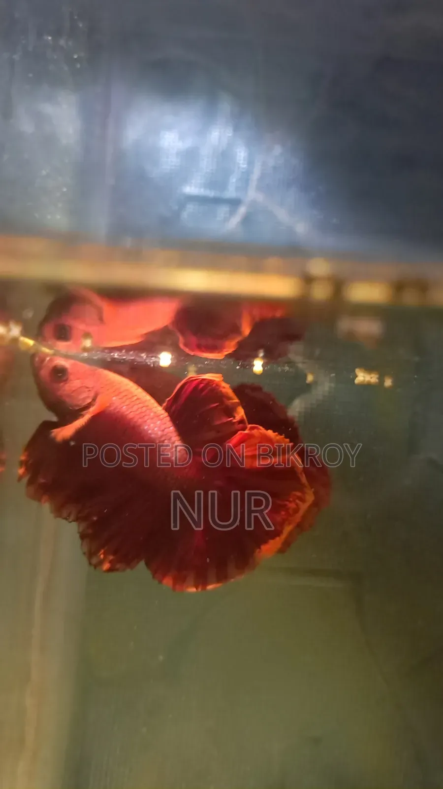 Red Betta Fighting Fish