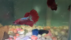 Red Betta Fighting Fish