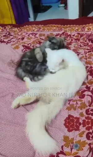 ১+ বছরের মহিলা খাঁটি পার্সিয়ান বিড়াল