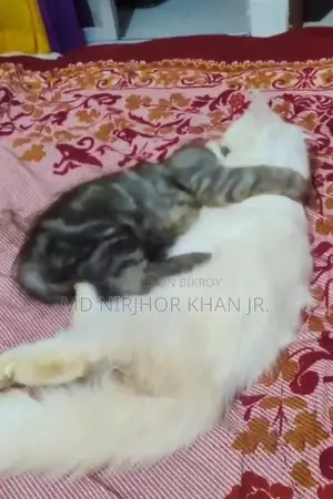 ১+ বছরের মহিলা খাঁটি পার্সিয়ান বিড়াল