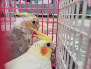 লুটিনো ফিমেইল/Lutino Female
