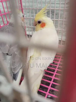 লুটিনো ফিমেইল/Lutino Female