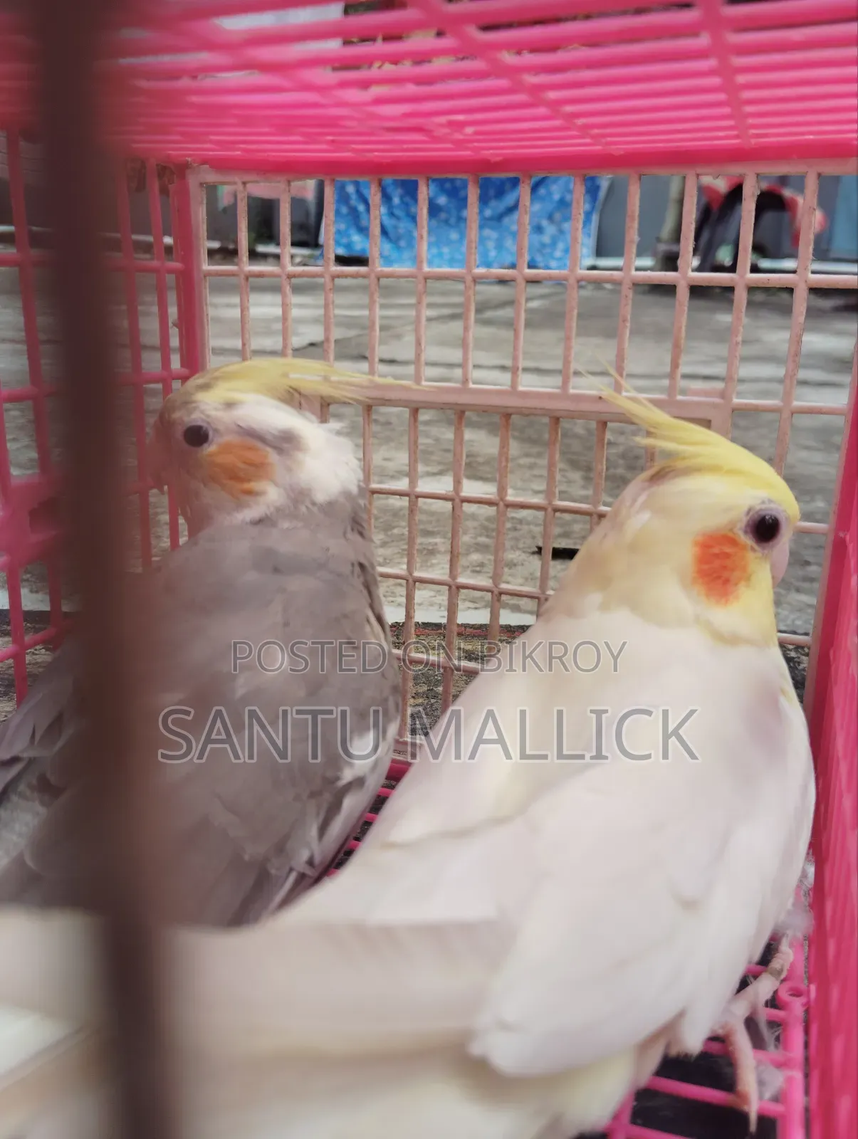 লুটিনো ফিমেইল/Lutino Female