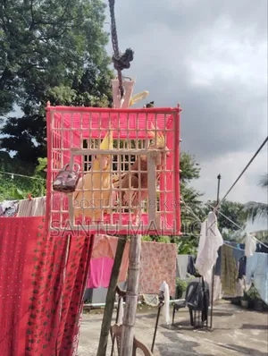 লুটিনো ফিমেইল/Lutino Female