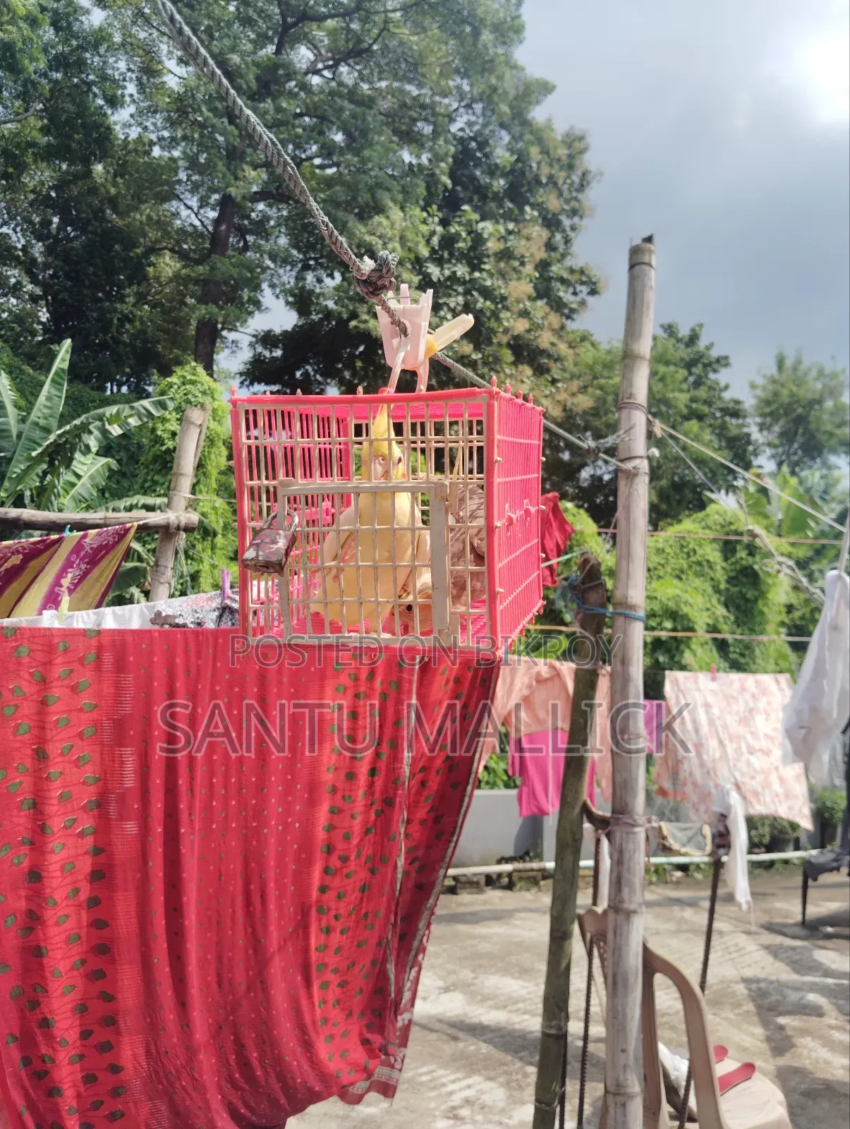 লুটিনো ফিমেইল/Lutino Female
