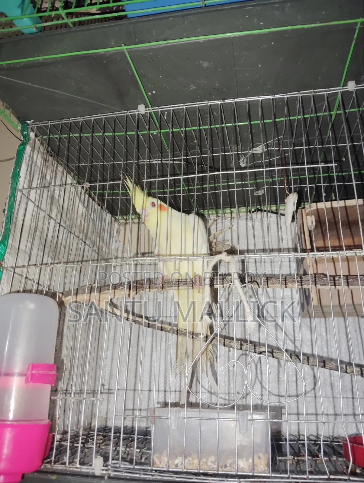 লুটিনো ফিমেইল/Lutino Female