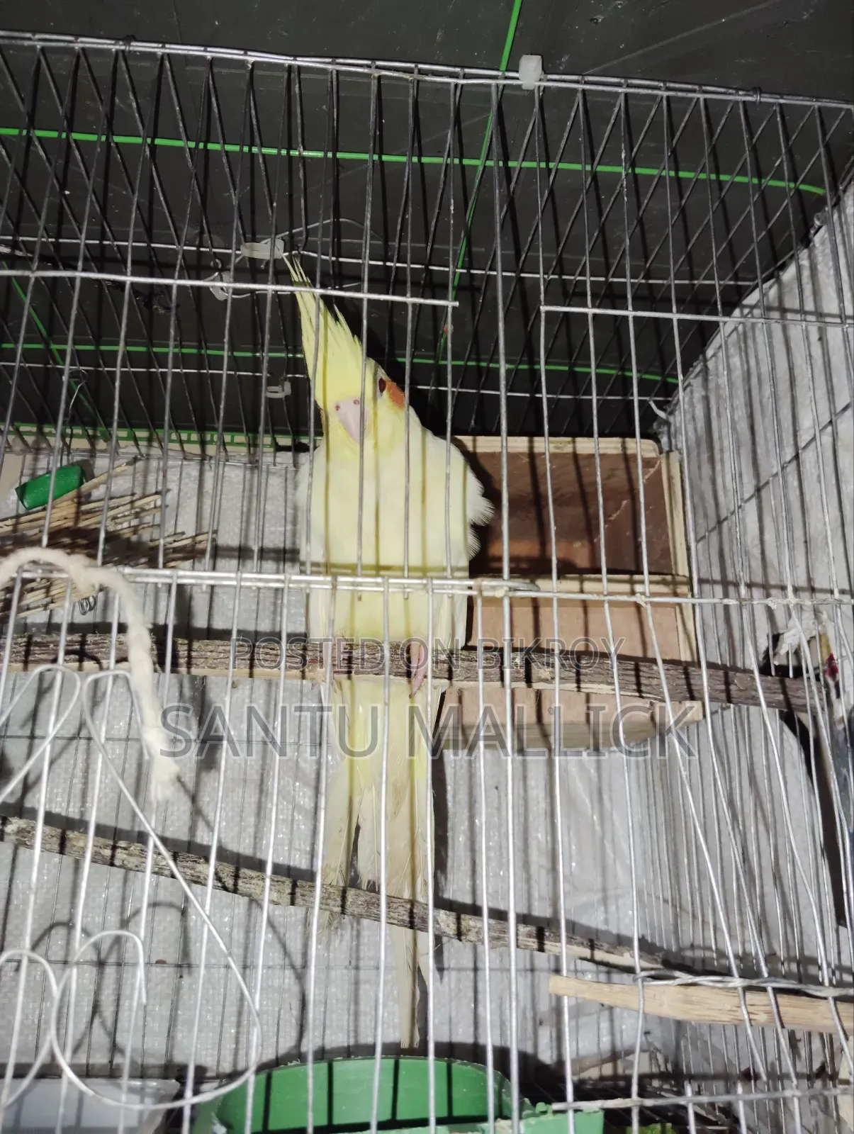 লুটিনো ফিমেইল/Lutino Female