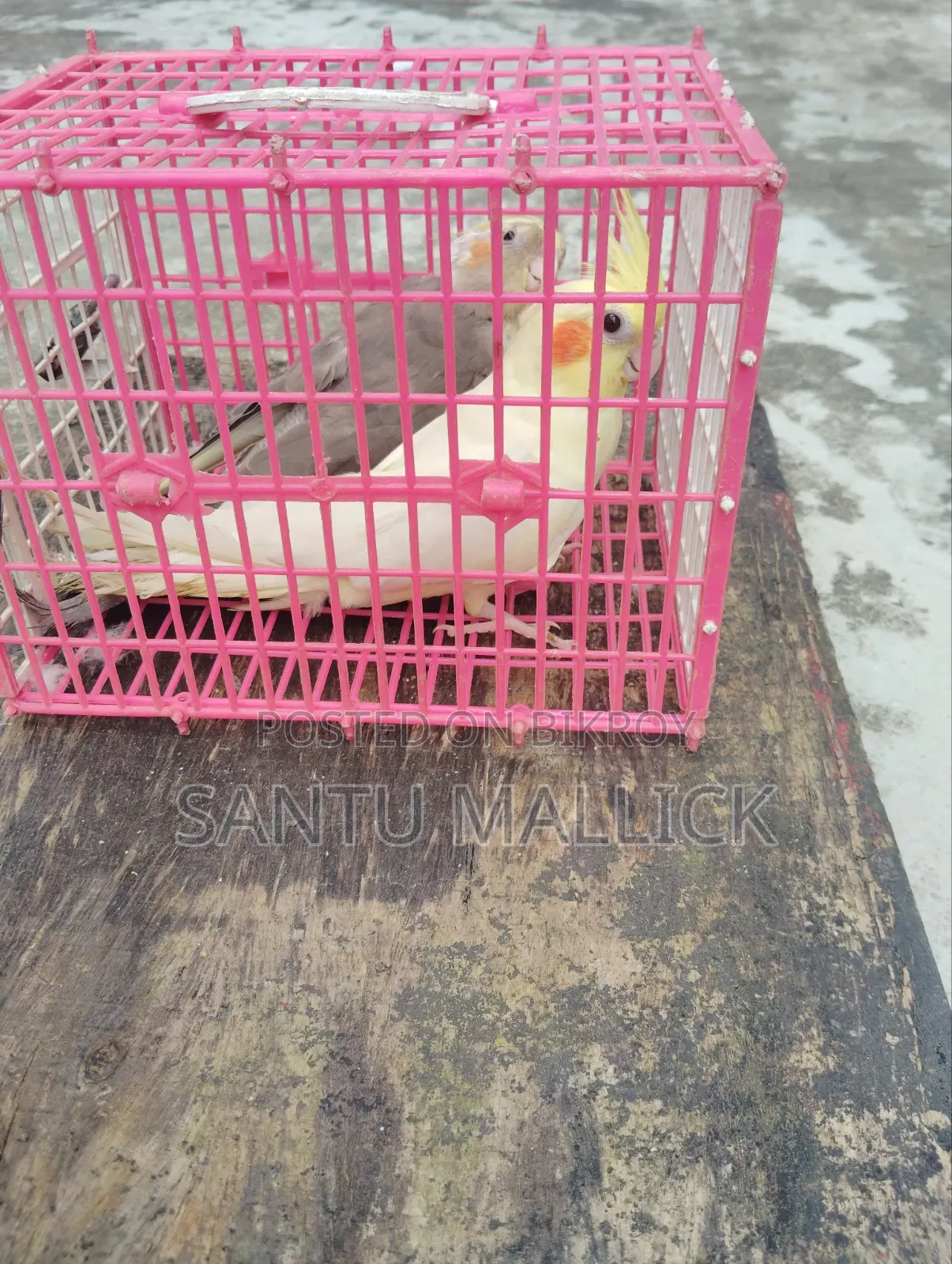লুটিনো ফিমেইল/Lutino Female