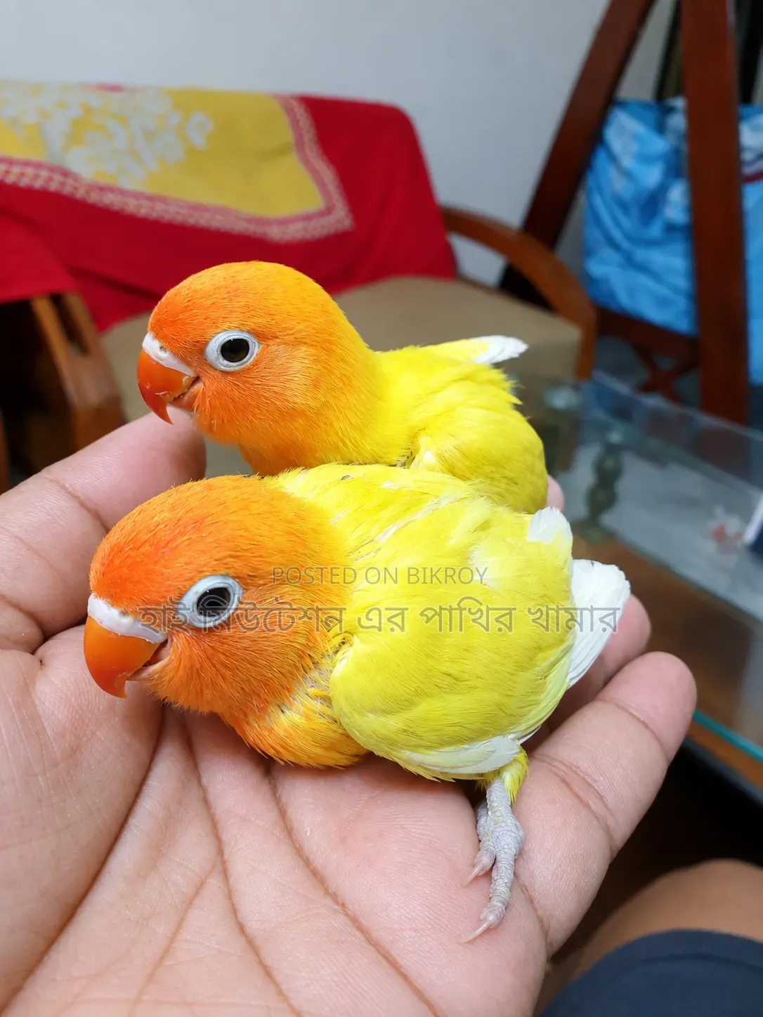 ইয়োলো/গ্রীন ফিসার লাভবার্ডস টেম সাইজের