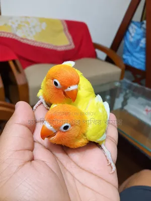 ইয়োলো/গ্রীন ফিসার লাভবার্ডস টেম সাইজের
