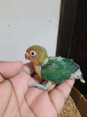 ইয়োলো/গ্রীন ফিসার লাভবার্ডস টেম সাইজের