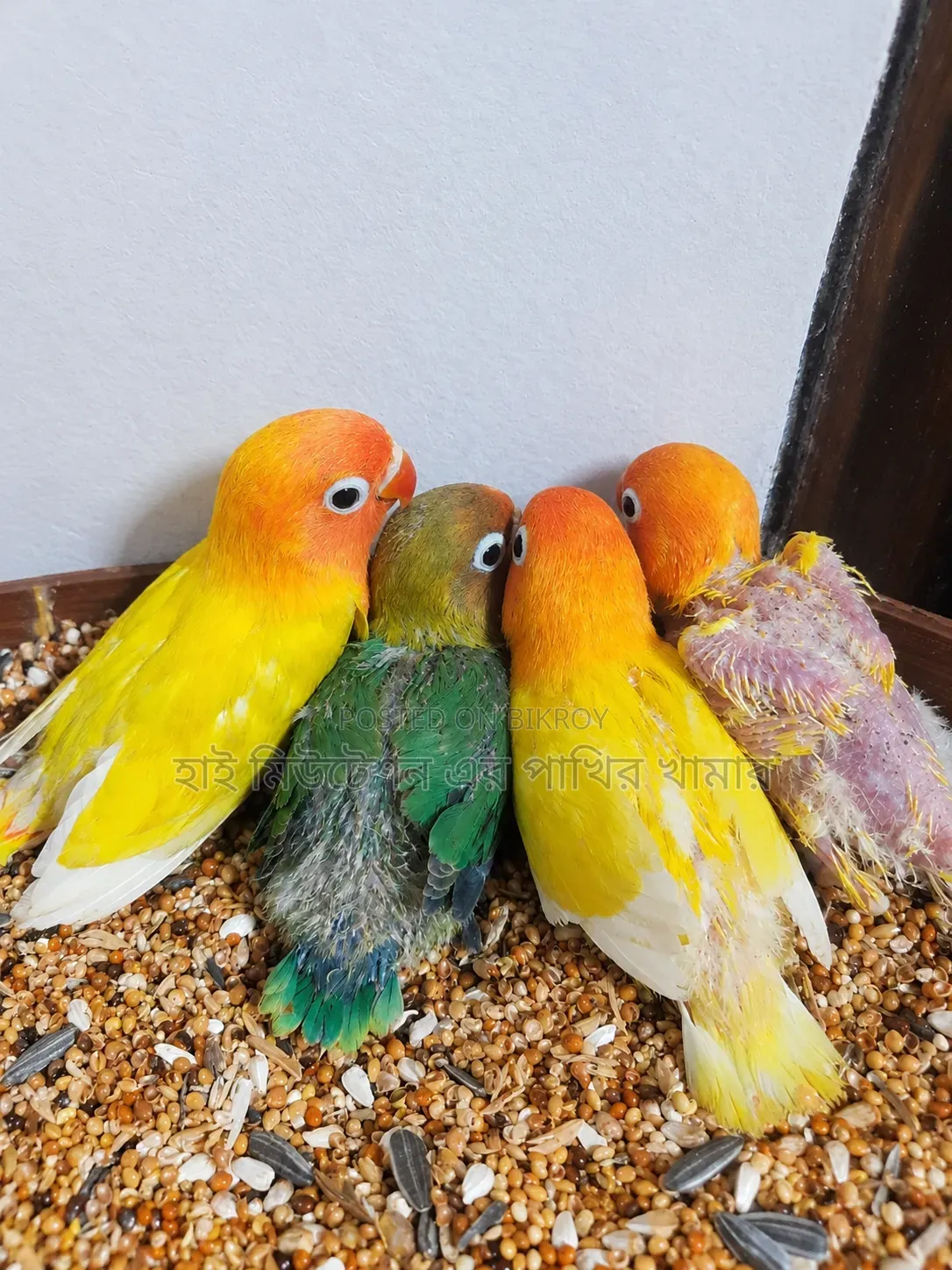 ইয়োলো/গ্রীন ফিসার লাভবার্ডস টেম সাইজের