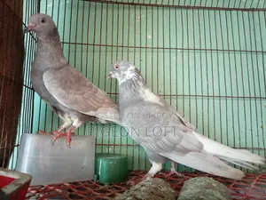 Running Pigeons for Sale