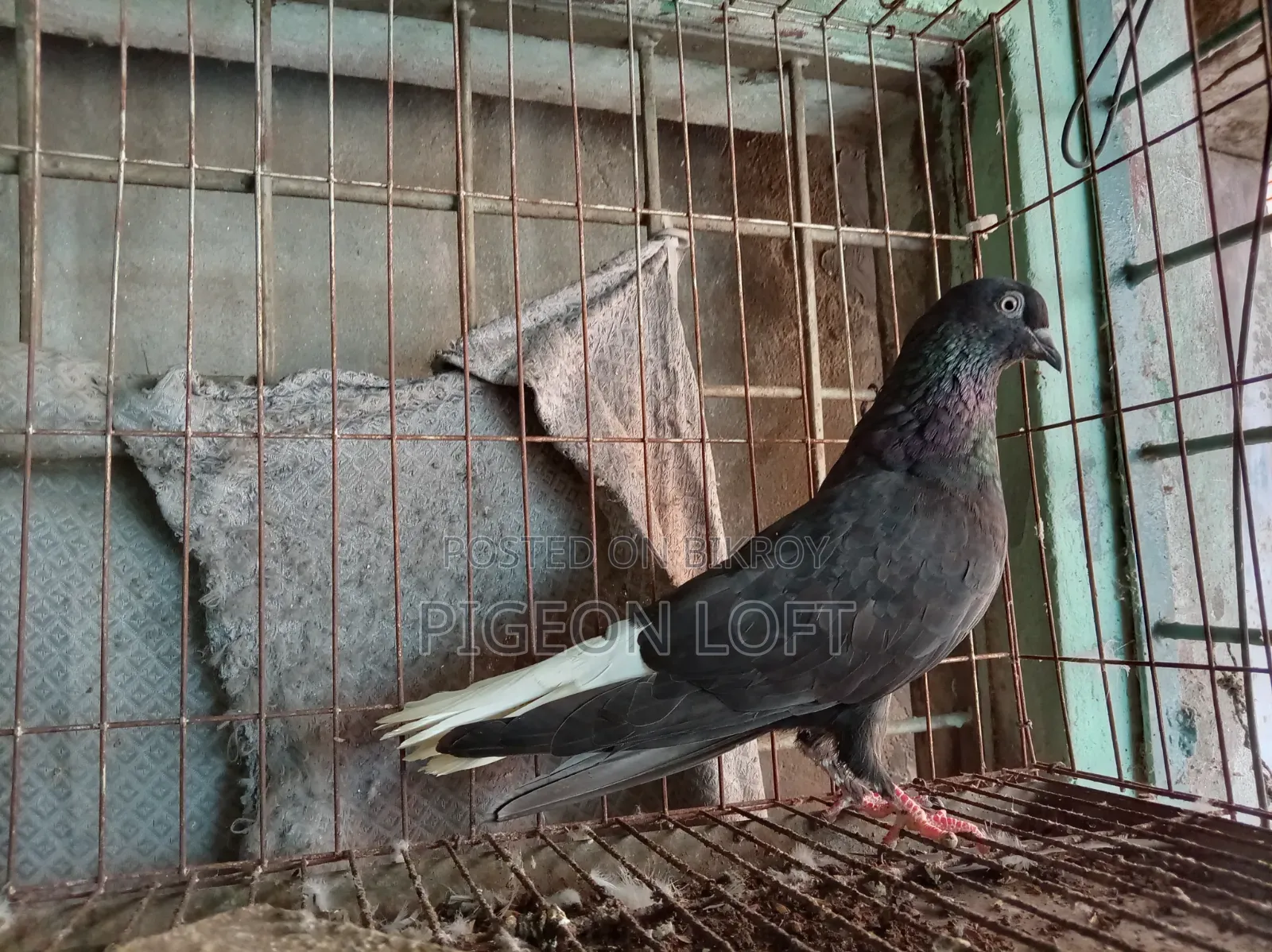 Running Pigeons for Sale