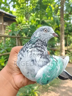 Running Pigeons for Sale