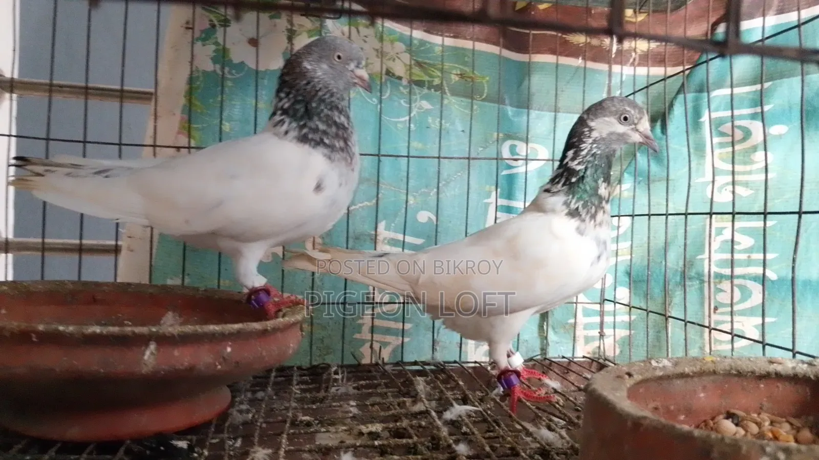 Running Pigeons for Sale