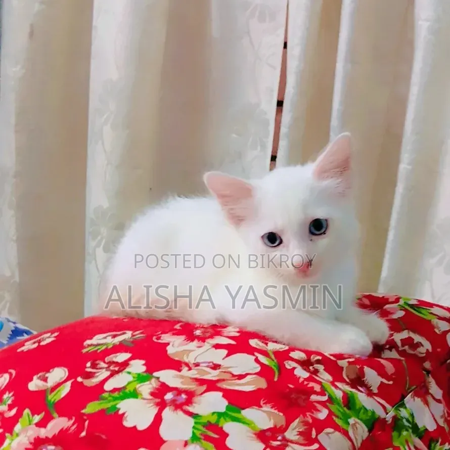 0-1 month Female Mixed Breed Persian