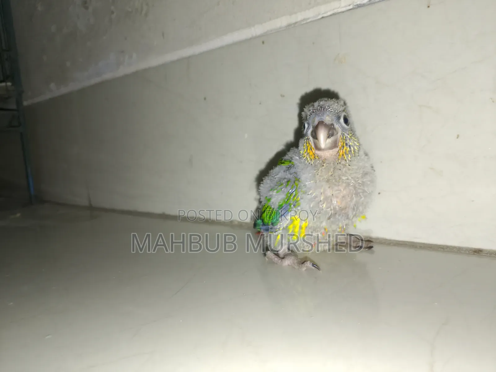 কনুর বেবি