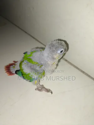 কনুর বেবি