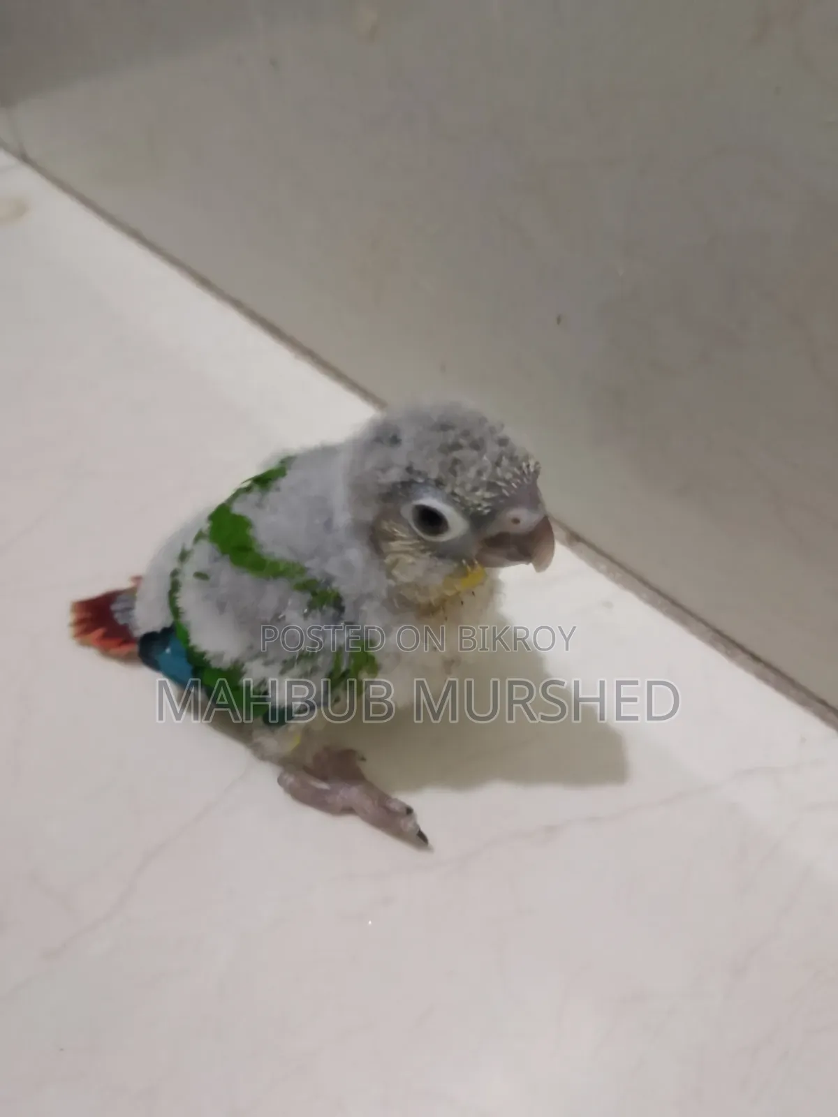 কনুর বেবি